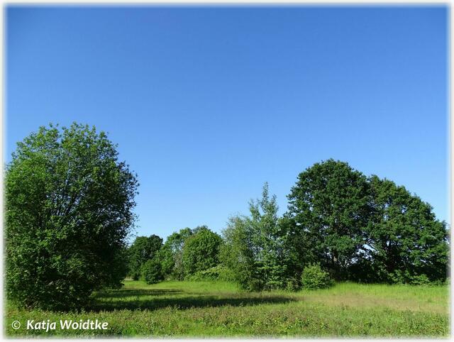 Landschaftsimpressionen aus dem Wietzepark Langenhagen (Foto: Katja Woidtke)