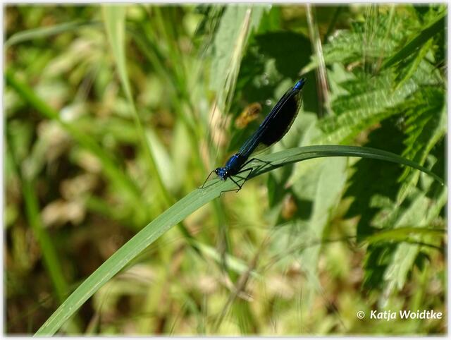 Am Ufer der Wietze taumeln Gebänderte Prachtlibellen (Calopteryx splendens) entlang, ehe sie sich zur Rast niedersetzen (Foto: Katja Woidtke)