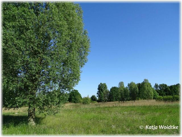 Landschaftsimpressionen aus dem Wietzepark Langenhagen (Foto: Katja Woidtke)