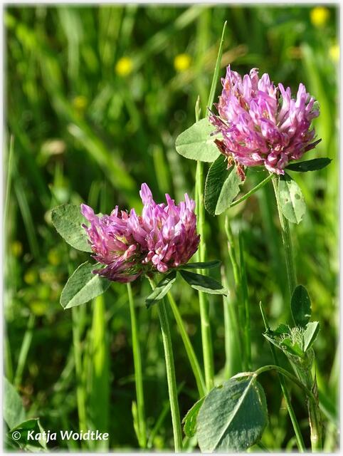 Kleeblüte im Wietzepark Langenhagen (Foto: Katja Woidtke)