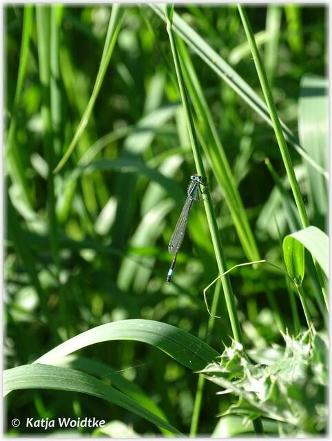 Große Pechlibelle (Ischnura elegans) im Wietzepark Langenhagen (Foto: Katja Woidtke)