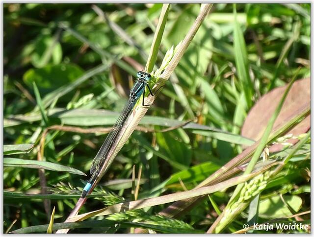 Große Pechlibelle (Ischnura elegans) im Wietzepark Langenhagen (Foto: Katja Woidtke)