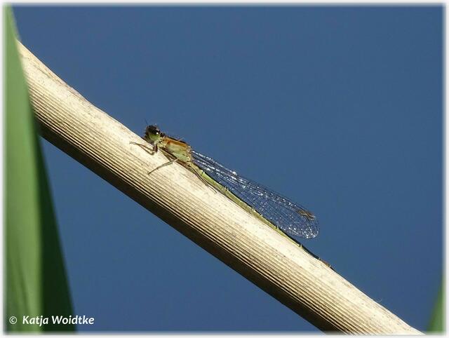 Kleinlibelle im Wietzepark Langenhagen (Foto: Katja Woidtke)