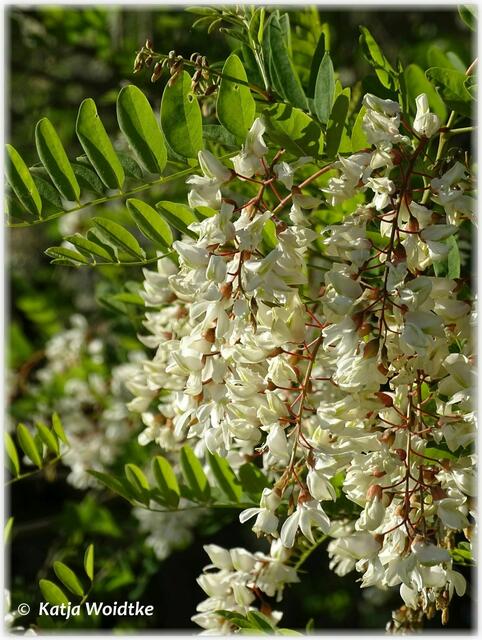 Akazienblüte im Wietzepark Langenhagen (Foto: Katja Woidtke)