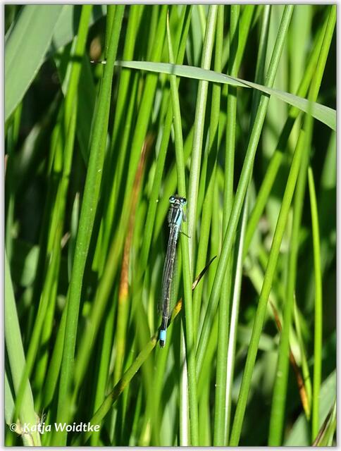 Große Pechlibelle (Ischnura elegans) im Wietzepark Langenhagen (Foto: Katja Woidtke)