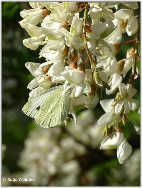 Gut getarnt ist der Kleine Kohlweißling (Pieris rapae) bei der Nektarsuche in den Akazienblüten (Katja Woidtke)