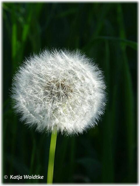 Pusteblume im Gegenlicht (Foto: Katja Woidtke)