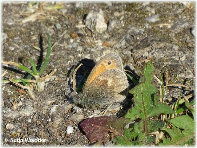 Großes Wiesenvögelchen (Coenonympha tullia) ? im Wietzepark Langenhagen (Foto: Katja Woidtke)