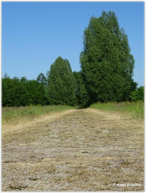 Landschaftsimpressionen aus dem Wietzepark Langenhagen (Foto: Katja Woidtke)