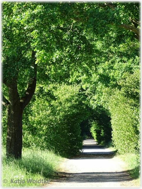 Durchsichten im Wietzepark Langenhagen (Foto: Katja Woidtke)