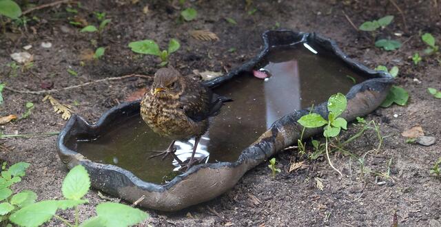 Für die junge Amsel dürfte das Wasser zum ausgiebigen Planschen ruhig etwas tiefer sein.