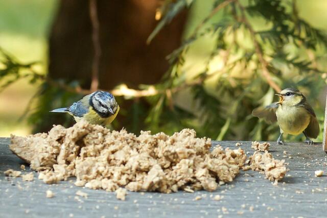 Das Angebot scheint riesig doch die zwei zerbröselten Ganzjahresknödel (für Jungvögel und Eltern) entsprechen einer Ration für 24 Stunden am Futterplatz. Die adulte Blaumeise sucht ganz genau die passenden Körnchen aus... für ihren hungrigen Junior (ACHTUNG !rechts im Bild), der es mit weit aufgerissenem Schnabel gar nicht abwarten kann.