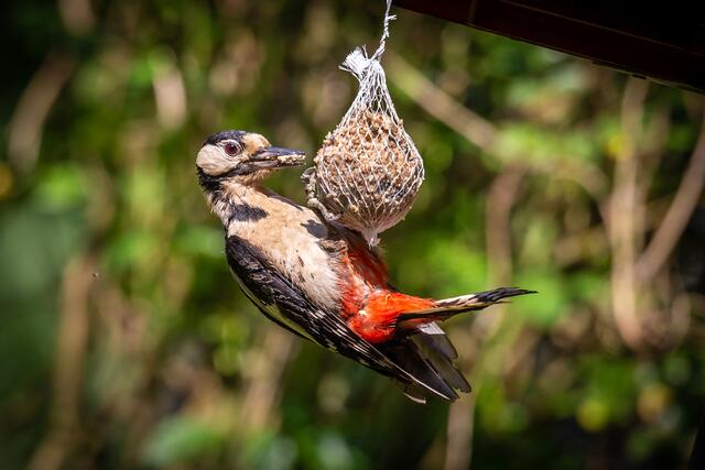 weiblicher Buntspecht