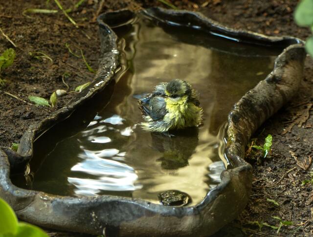 Nun ist die junge Blaumeise schon allein und selbstständig unterwegs. Ein kühles Bad bei heißen Temperaturen gefällt auch ihr gut. Die wassergefüllteTonschale war Meischens Lieblingsplatz in den vergangenen heißen Wochen.