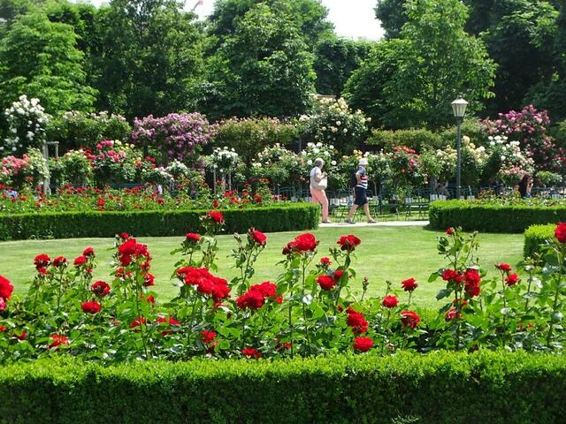 Rosenblüte im Wiener Volksgarten 2018