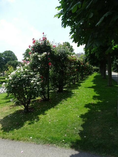 Rosenblüte im Wiener Volksgarten 2018