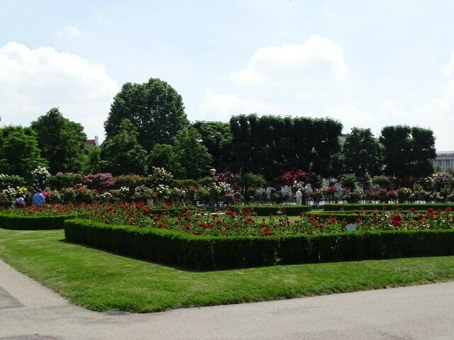 Rosenblüte im Wiener Volksgarten 2018