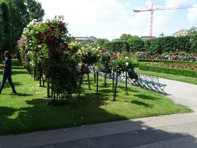 Rosenblüte im Wiener Volksgarten 2018