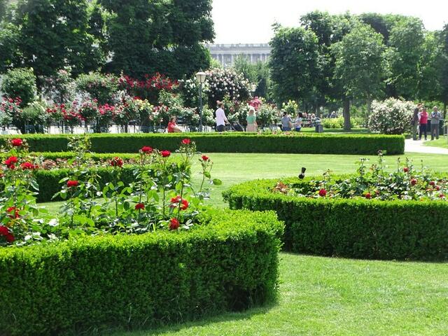 Rosenblüte im Wiener Volksgarten 2018