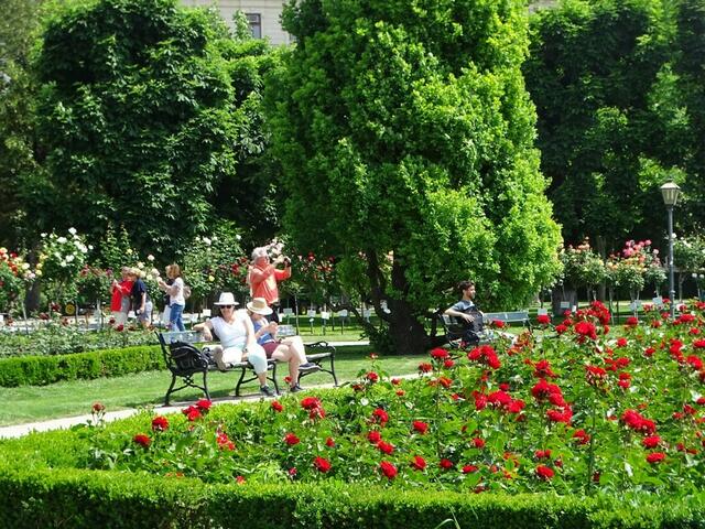 Rosenblüte im Wiener Volksgarten 2018