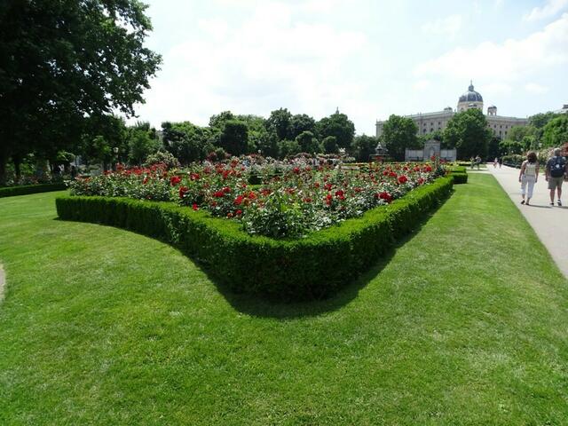 Rosenblüte im Wiener Volksgarten 2018
