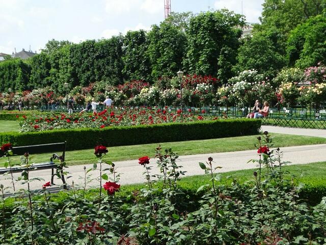Rosenblüte im Wiener Volksgarten 2018