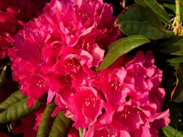 Die Rhododendronblüte war in diesem Mai besonders prächtig.