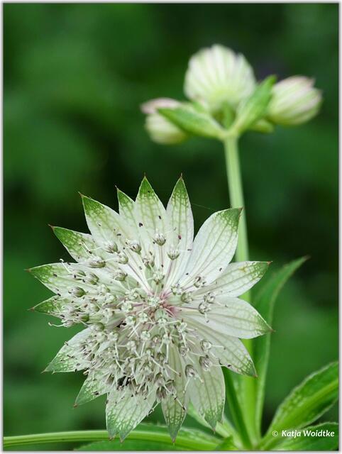 Frühsommer im Stadtpark Hannover - Große Sterndolde (Astrantia major) (Foto: Katja Woidtke)