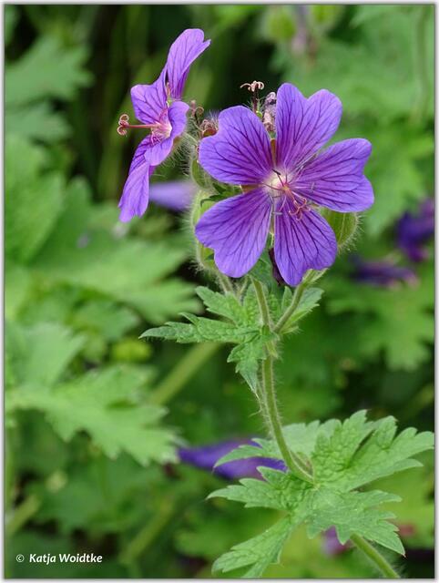 Frühsommer im Stadtpark Hannover - Storchenschnabel (Geranium x magnificum) (Foto: Katja Woidtke)