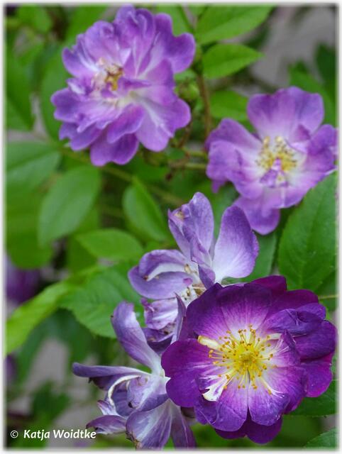 Rosenblüte im Stadtpark Hannover - Rambler- / Kletterrose "Veilchenblau" (Foto: Katja Woidtke)