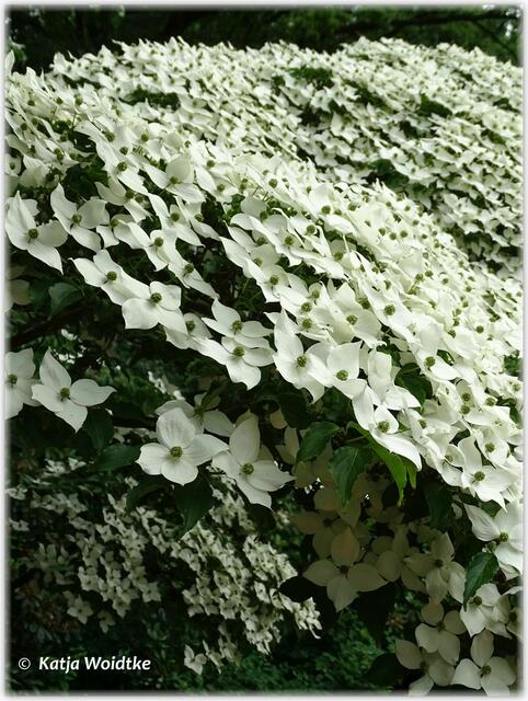 Frühsommer im Stadtpark Hannover - Japanischer Blumen-Hartriegel (Cornus kousa) (Foto: Katja Woidtke)