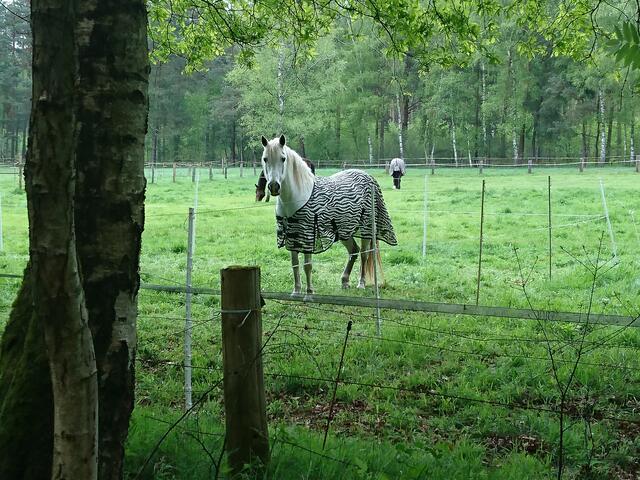 Die Zebradecke steht ihm gut.