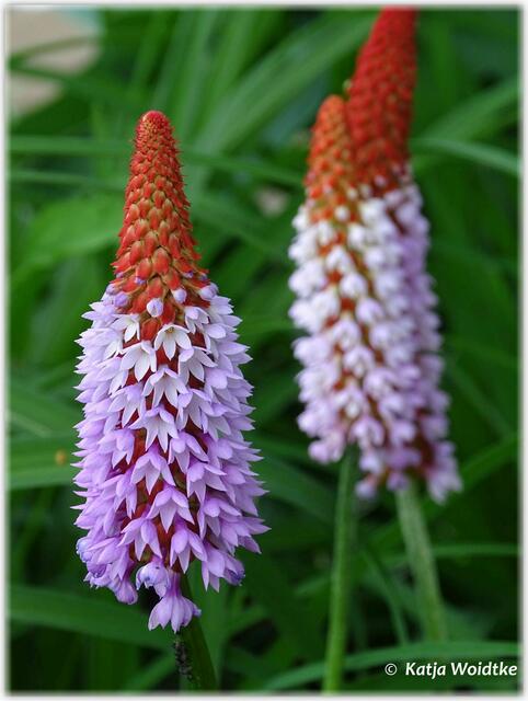 Frühsommer im Stadtpark Hannover - Orchideen-Primel (Primula Vialii) (Foto: Katja Woidtke)