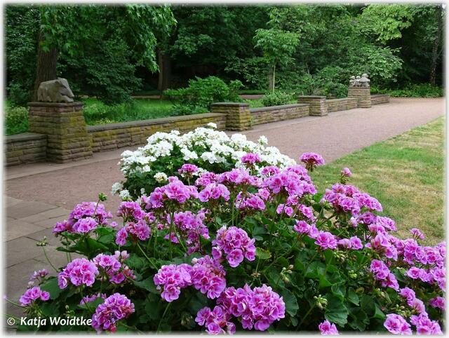 Frühsommer im Stadtpark Hannover (Foto: Katja Woidtke)