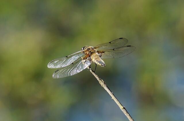 Bereit zum Abflug. Ein Start von sonniger Warte aus. Sie kehren oftmals wieder zu solchen herausragenden  Punkten zurück.  Ein Vierfleck-Libelle (Libellula quadrimaculata) am Würmsee. Bitte mit der Lupe betrachten.