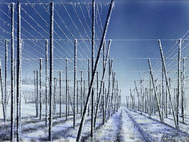 Hopfenfeld im Winter