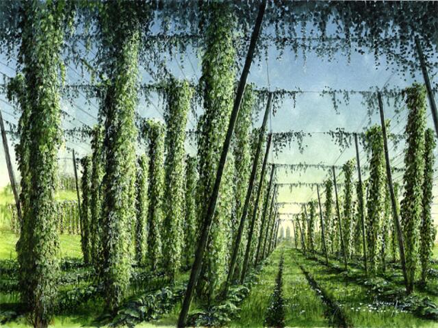 Hopfenfeld im Sommer