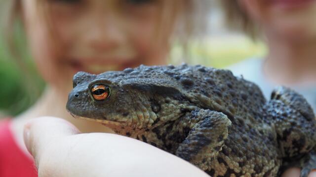 "Frieda" ist eine besonders stattliche Vertreterin ihrer Art. Foto: NABU Langenhagen, Ricky Stankewitz