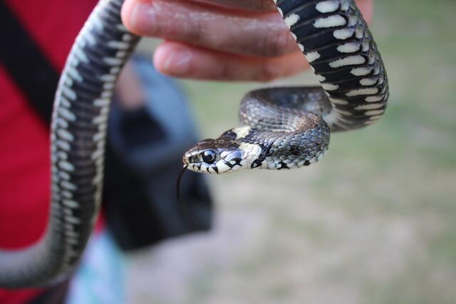 Die Ringelnatter begeisterte Kinder und Jugendliche gleichermaßen. Foto: NABU Langenhagen, Silke Brodersen