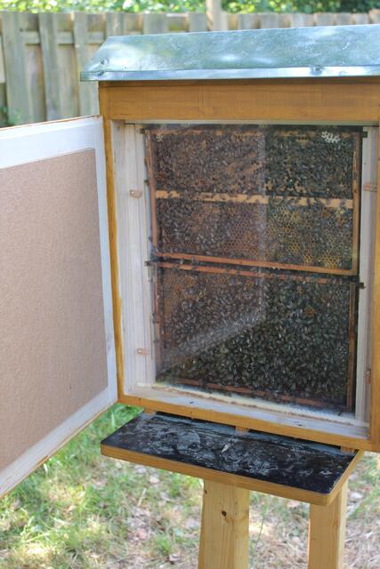 Das "offene Bienenvolk" sorgte nicht nur bei den Kindern für staunen. Foto: NABU Langenhagen, Silke Brodersen