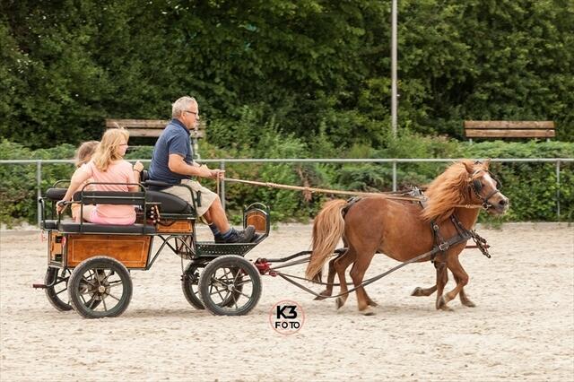 Ausfahrt mit der Ponykutsche | Foto: K3-Foto