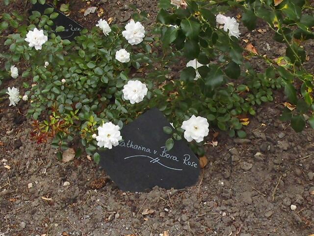 . . . im Luthergarten findet der Gast die "Johanna v. Bora-Rose" . . .