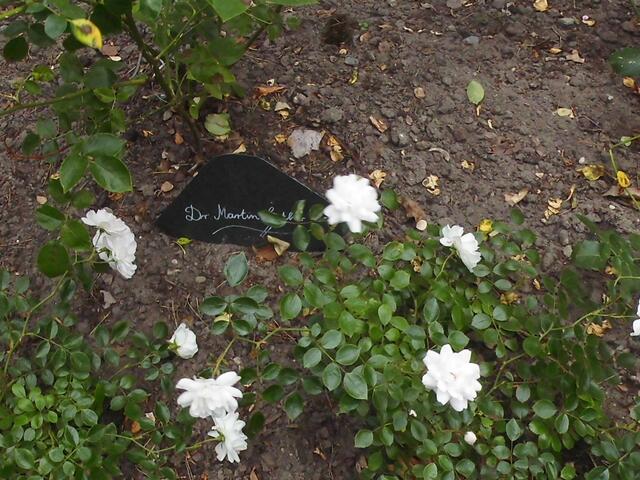 . . . im Luthergarten findet der Gast die "Martin-Luther-Rose" . . .