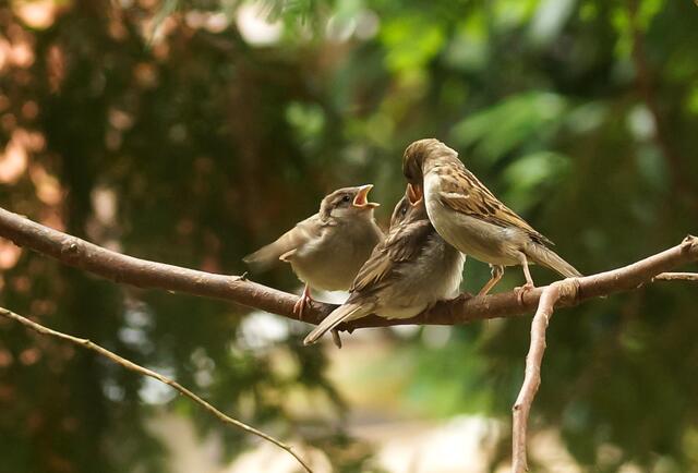 Aus meinem Naturtagebuch: Heute war an meinem Futterplatz Jungvogel-Fütterungs-Rushhour! Berührend waren die Bemühungen einer Haussperlingsmutter, die auf einem Ast gleich zwei weit aufgerissene Schnäbel ihrer lautstark auf ihr Recht pochenden Junioren füllen wollte. Natürlich verschwand sie auch immer wieder. Sie bemühte sich eifrig aus der nahen Umgebung Futternachschub herbeizuschaffen, kehrte aber immer wieder schnellstmöglich zu den Beiden zurück.