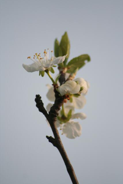 Quittenblüte