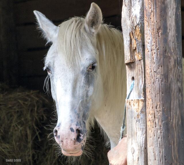 Hallo Pferd!