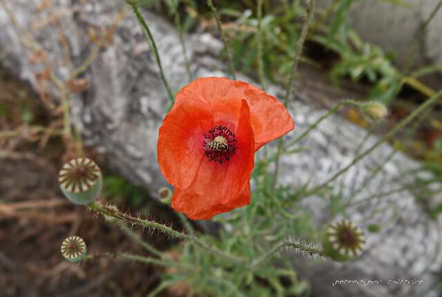 ...bitte nicht pusten...