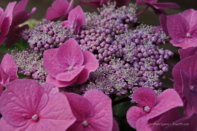 Tellerhortensie, auch recht üppig....eine wahre Pracht!