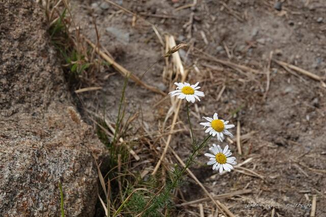 ...einfach so, Kamille?