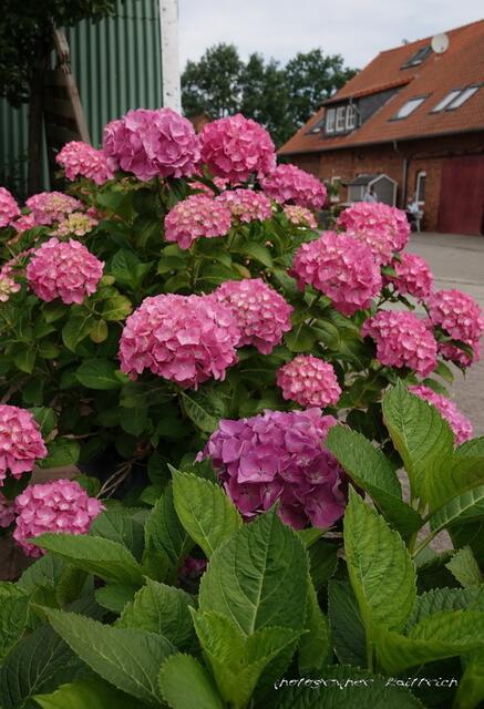 Gewaltiger Hortensienbusch im Kübel...